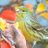 Canari